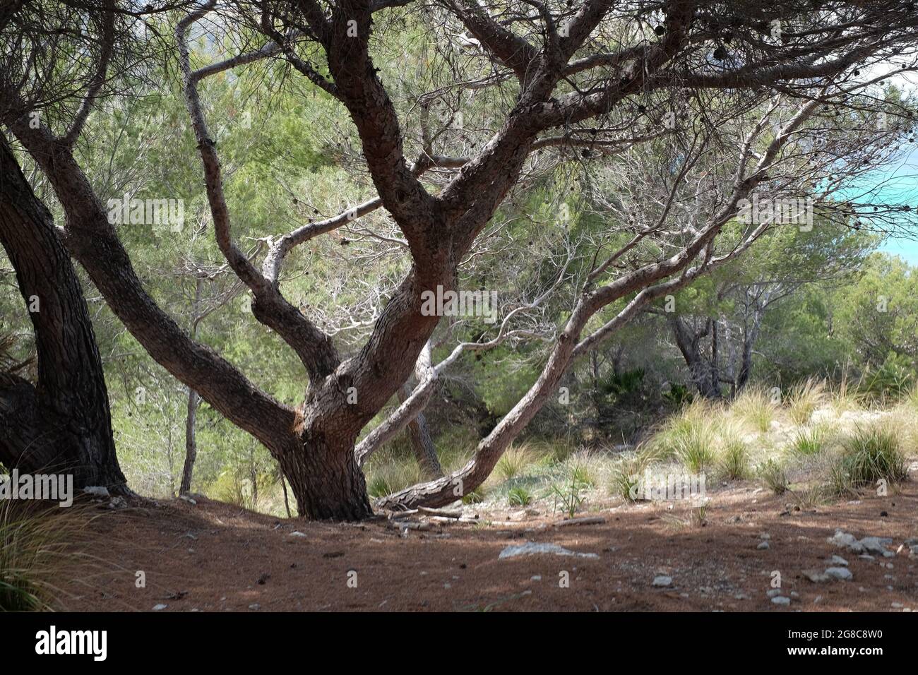 Alberi nel parco di cap Ferrutx a Mallorca Banque D'Images