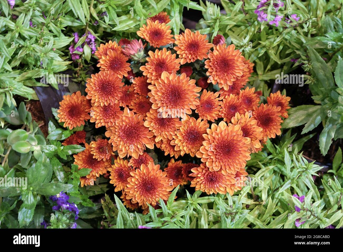 Bouquet de petites fleurs de chrysanthème morifolium d'orange qui se blotissent dans un jardin. Banque D'Images
