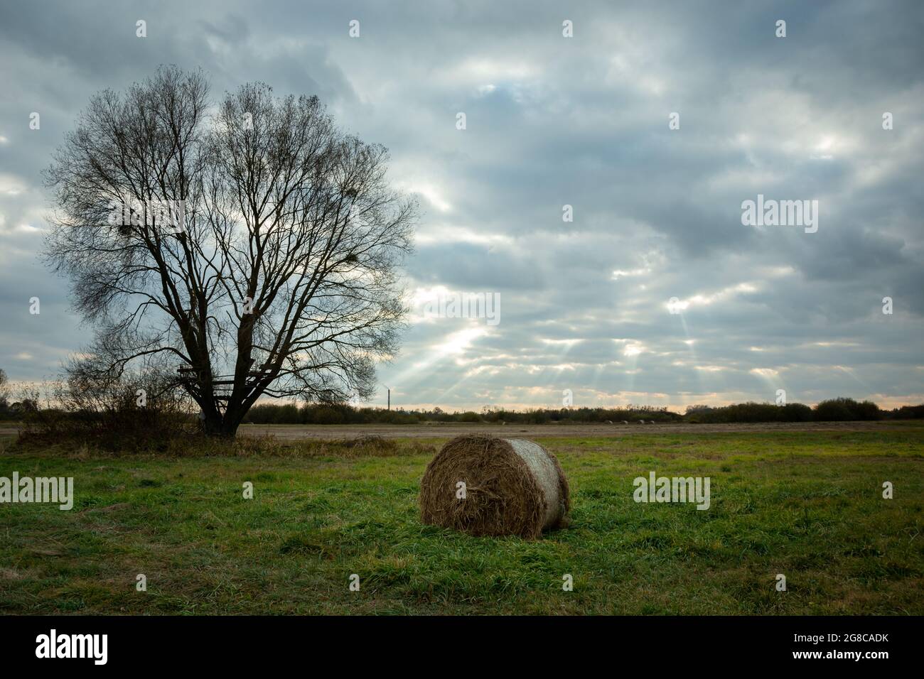 Balle de foin à côté d'un arbre et ciel nuageux, vue d'automne Banque D'Images