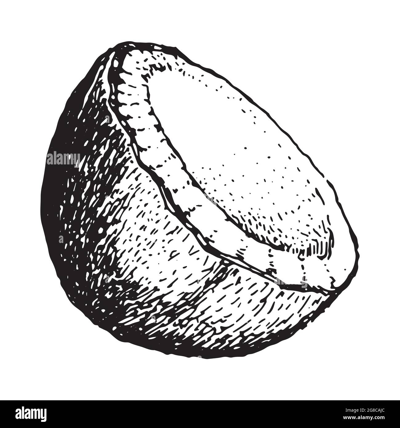 croquis demi-vecteur de noix de coco icône isolée sur un fond blanc, design de logo d'art. Illustration de Vecteur