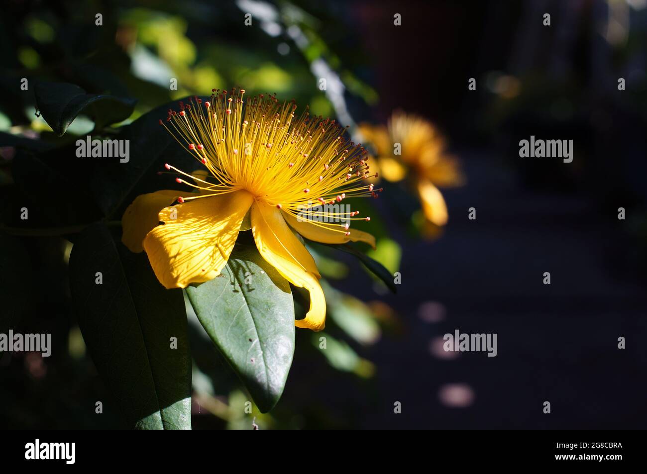 Millepertuis, fleur Hypericum perforatum dans le jardin avec un fond sombre et doux Banque D'Images