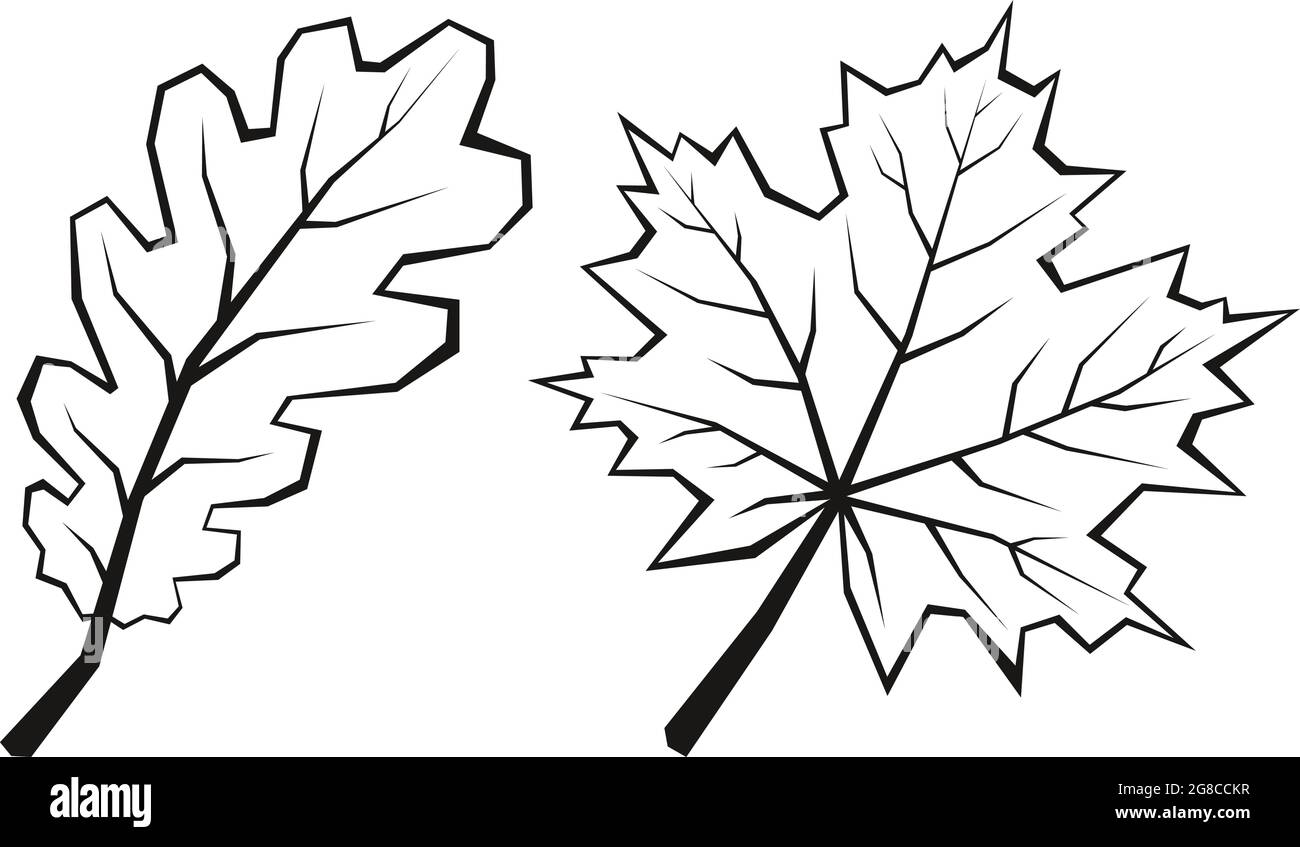 Feuilles d'érable et de chêne Illustration de Vecteur