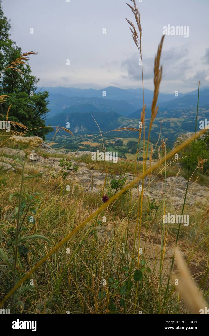 Plantes sauvages sur les rochers à travers les montagnes vue aérienne. camping, trekking, randonnée. Verticale Banque D'Images