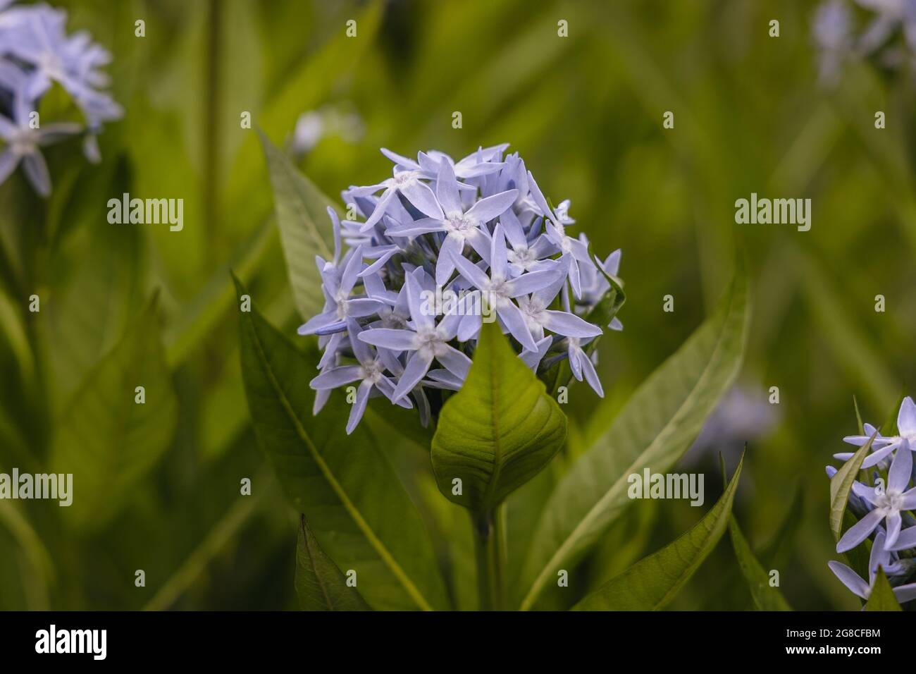 Plante d'étoile bleue - nom latin Amsonia tabernaemontana Banque D'Images