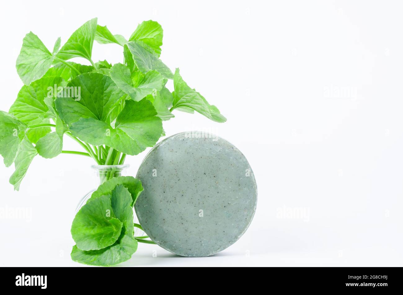 Savon centella asitice avec une feuille verte fraîche centella sur fond blanc. Banque D'Images