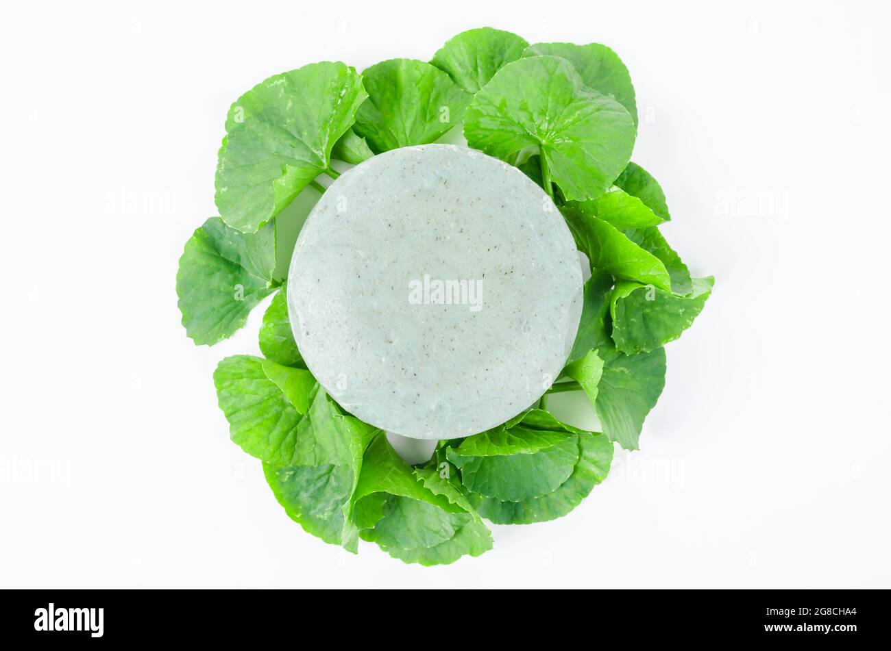 Centella asiatice frais avec du savon vert feuille centella isolé sur fond blanc. Banque D'Images
