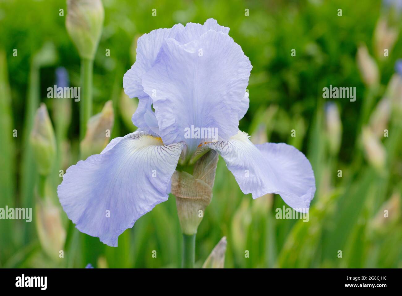 Iris 'Jane Phillips', un grand iris barbu, affichant des fleurs bleu clair caractéristiques. ROYAUME-UNI Banque D'Images