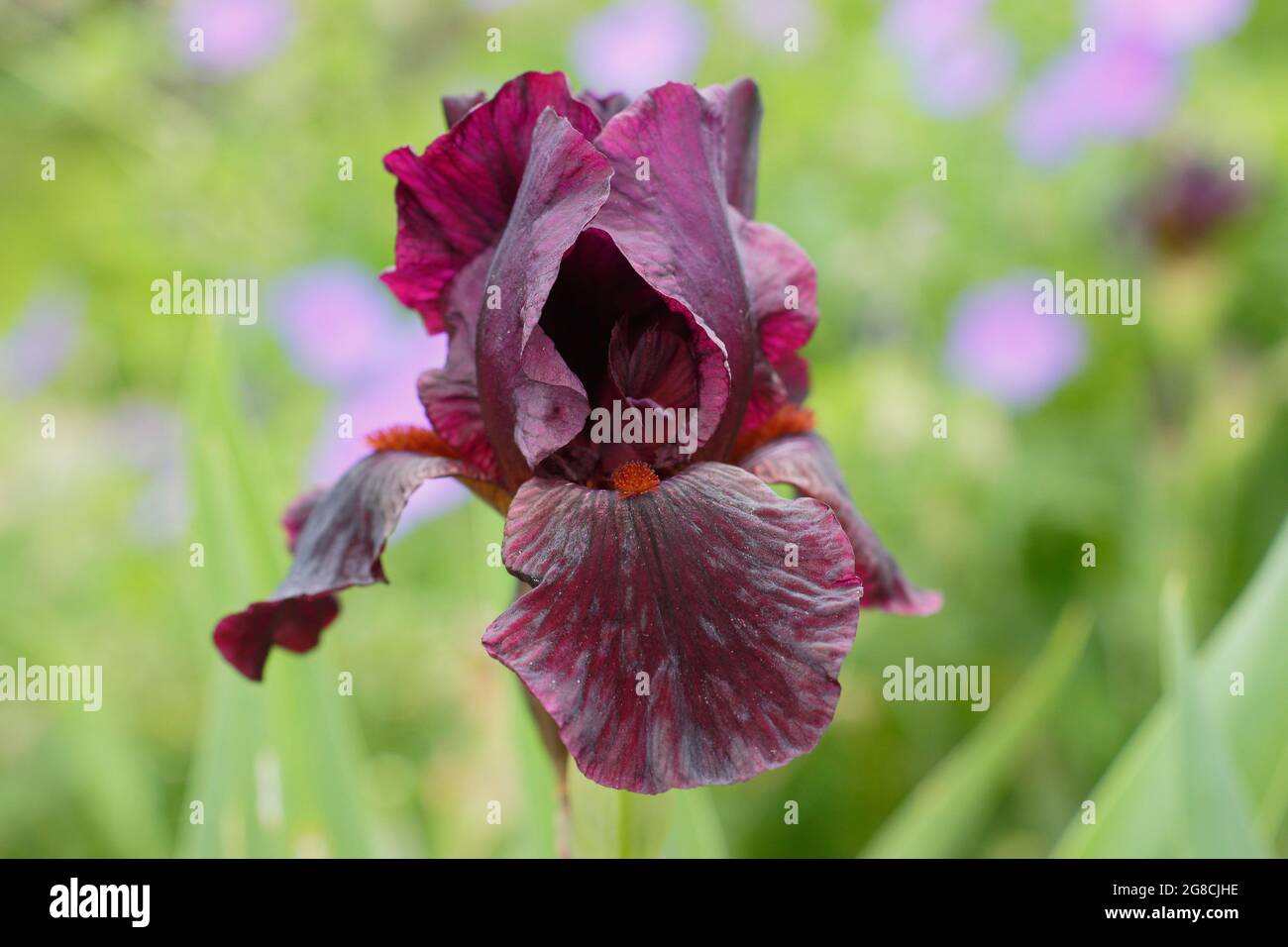 Iris 'Langport Wren', un iris à barbe intermédiaire, présentant des fleurs bordeaux profondes caractéristiques. ROYAUME-UNI Banque D'Images