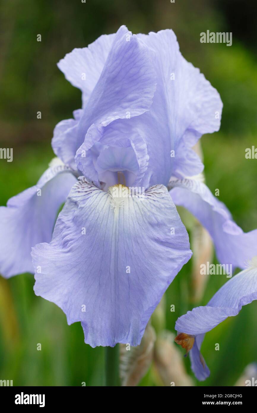 Iris 'Jane Phillips', un grand iris barbu, affichant des fleurs bleu clair caractéristiques. ROYAUME-UNI Banque D'Images