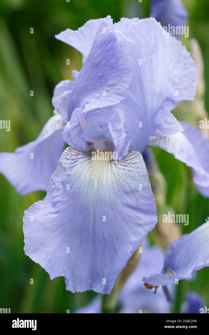 Iris 'Jane Phillips', un grand iris barbu, affichant des fleurs bleu clair caractéristiques. ROYAUME-UNI Banque D'Images