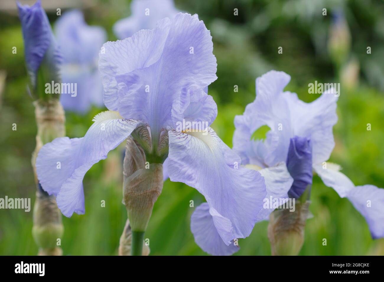 Iris 'Jane Phillips', un grand iris barbu, affichant des fleurs bleu clair caractéristiques. ROYAUME-UNI Banque D'Images