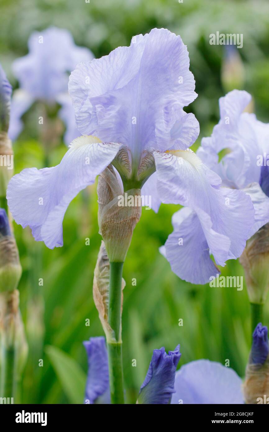 Iris 'Jane Phillips', un grand iris barbu, affichant des fleurs bleu clair caractéristiques. ROYAUME-UNI Banque D'Images