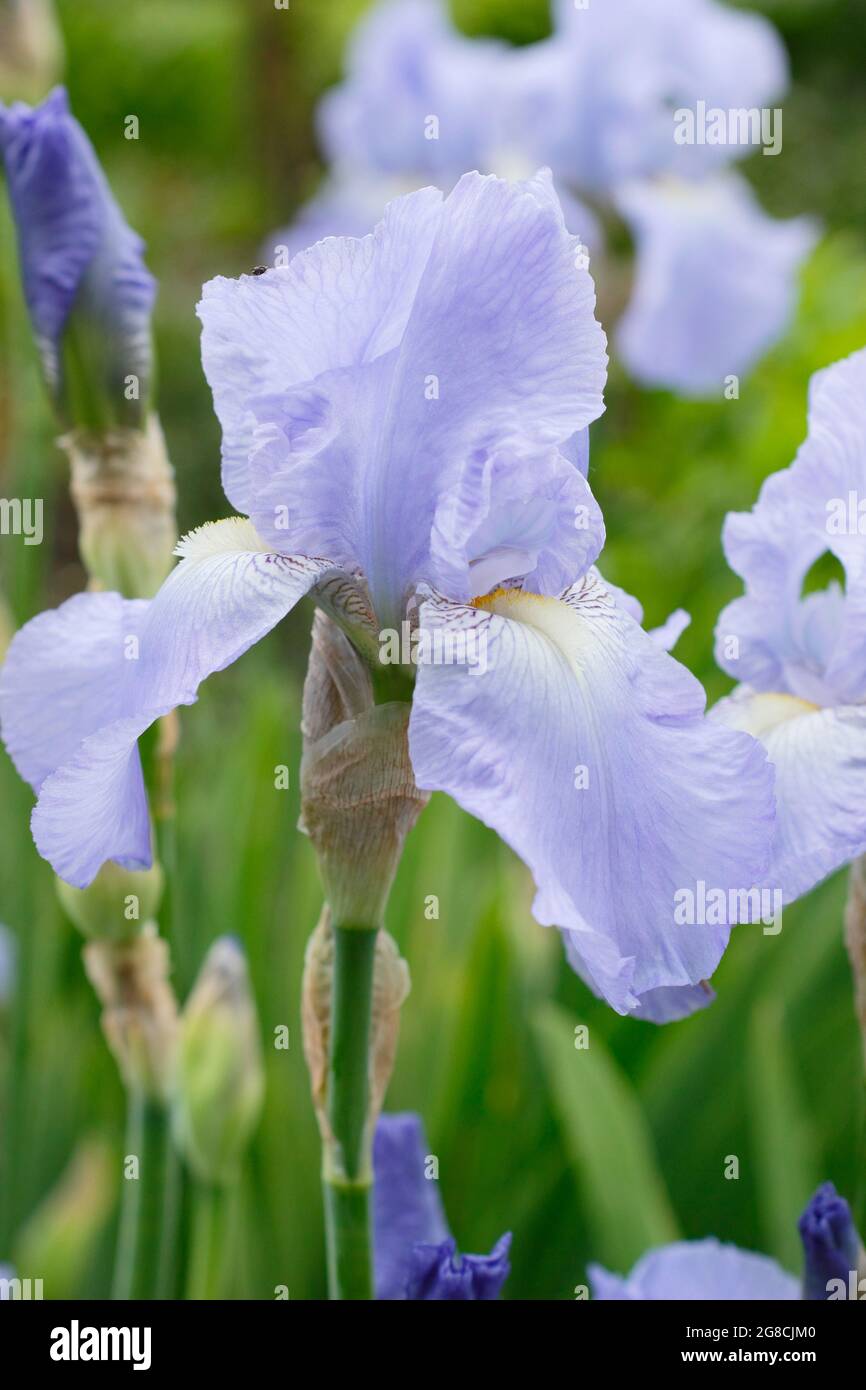 Iris 'Jane Phillips', un grand iris barbu, affichant des fleurs bleu clair caractéristiques. ROYAUME-UNI Banque D'Images