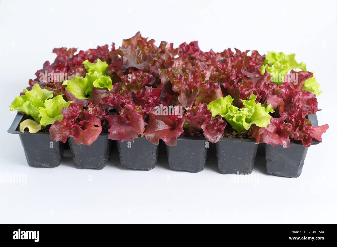 Plantules de laitue - Lactuca sativa 'Lollo Rossa' - en plateau isolé sur fond blanc. Banque D'Images