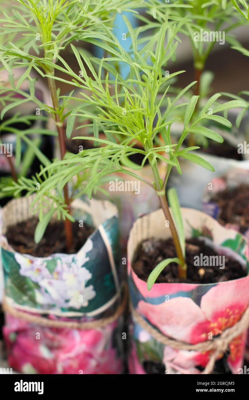 Les semis COSMOS mûrissement dans des pots de plantes en papier avant des  planter dans le sol. ROYAUME-UNI Photo Stock - Alamy