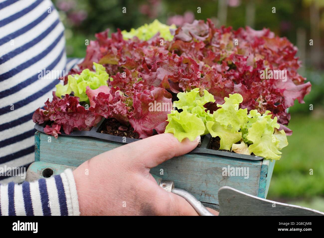 Culture de la laitue. Plantation de plantules de laitue - Lactuca sativa 'Lollo Rossa', une coupe et de revenir classique. Banque D'Images