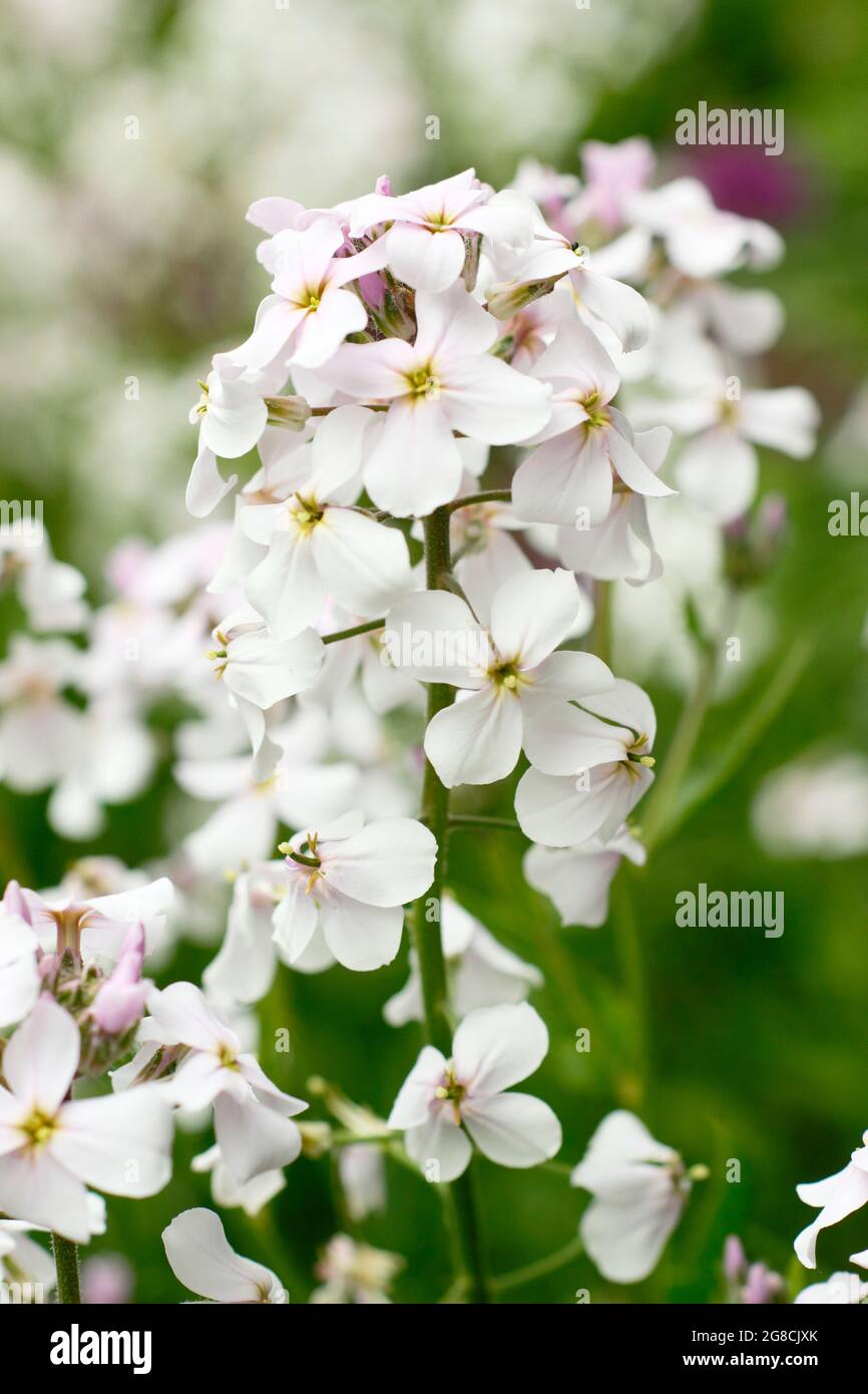 De grandes fleurs blanches de Phlox paniculata 'White Admiral' herbacées vivaces en été. ROYAUME-UNI Banque D'Images