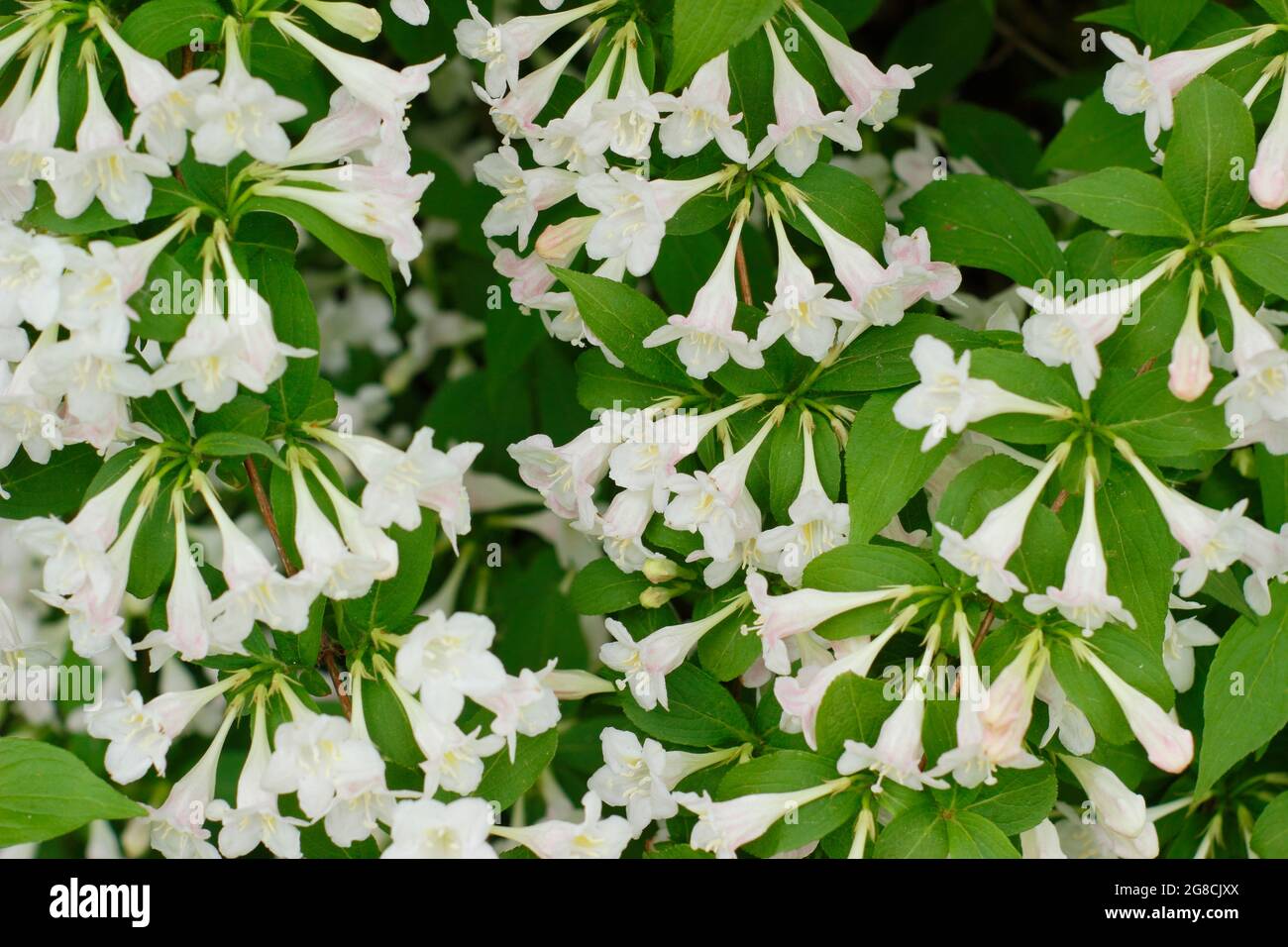 Weigela 'White Knight' un arbuste à feuilles caduques aux fleurs blanches. ROYAUME-UNI Banque D'Images