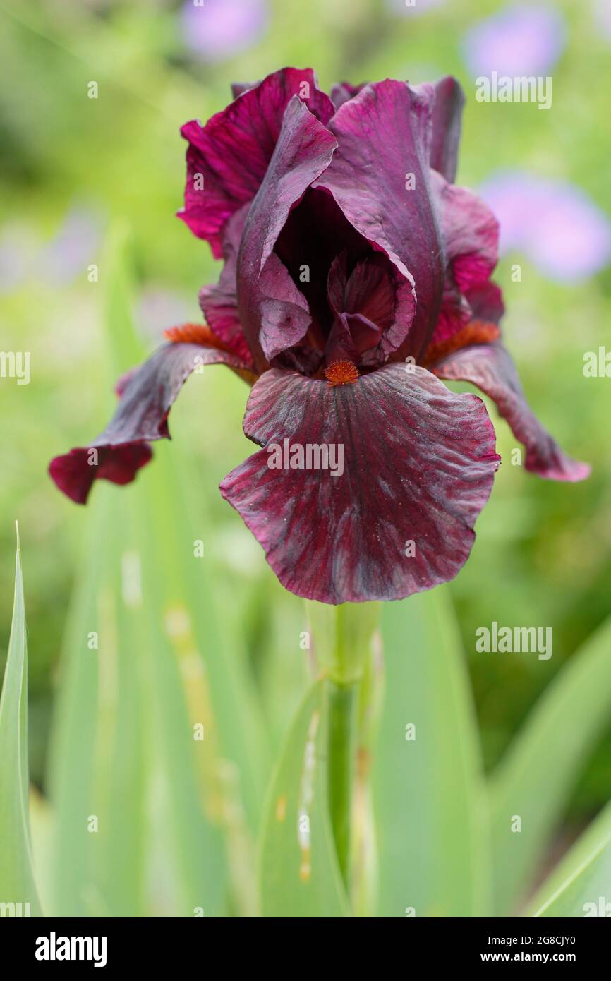 Iris 'Langport Wren', un iris à barbe intermédiaire, présentant des fleurs bordeaux profondes caractéristiques. ROYAUME-UNI Banque D'Images
