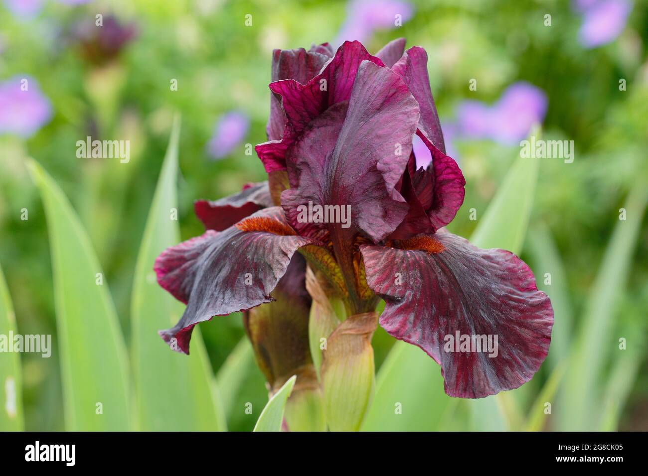 Iris 'Langport Wren', un iris à barbe intermédiaire, présentant des fleurs bordeaux profondes caractéristiques. ROYAUME-UNI Banque D'Images