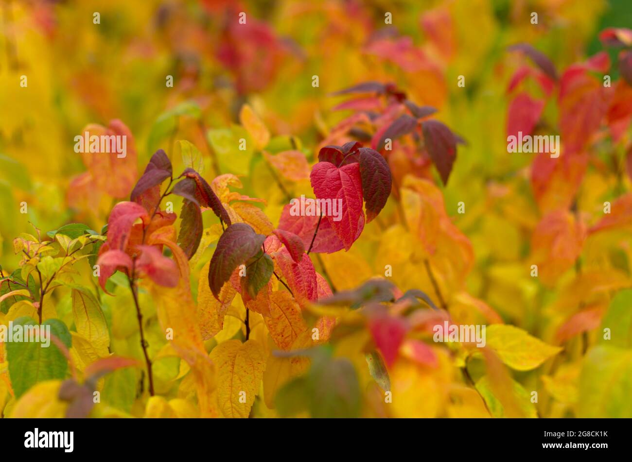 En été indien, l'arbuste Spirea est accompagné de feuilles jaunes et rouges sur un fond flou Banque D'Images