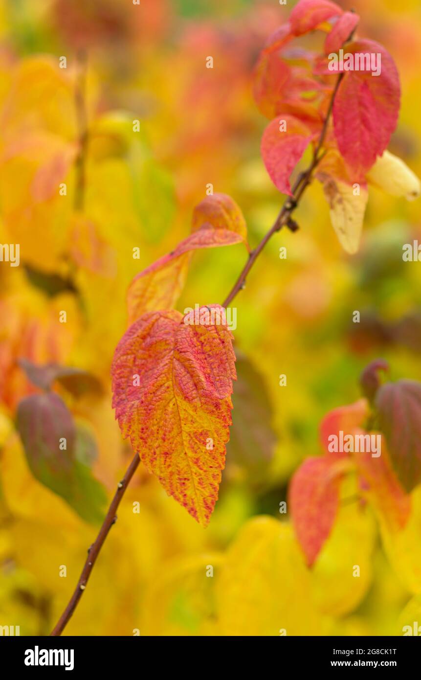 Mise au point sélective d'une branche d'automne avec les feuilles d'un buisson de Spirea en orientation verticale Banque D'Images