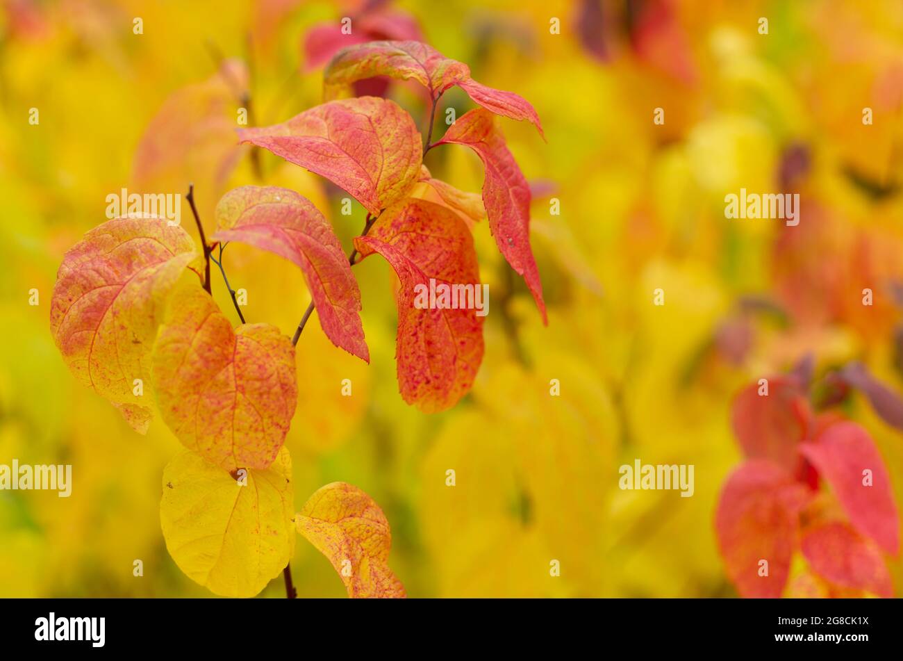 Belles feuilles jaune-rouge du Bush de Spirea en été indien Banque D'Images