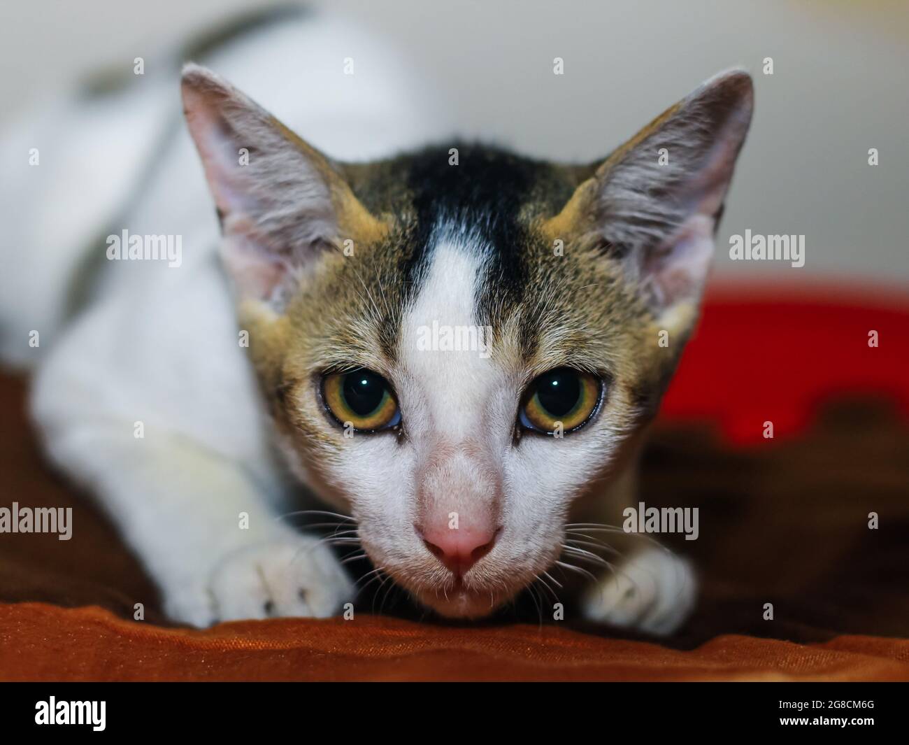 Gros plan d'un chat asiatique blanc avec des yeux jaunes et un arrière-plan. Banque D'Images