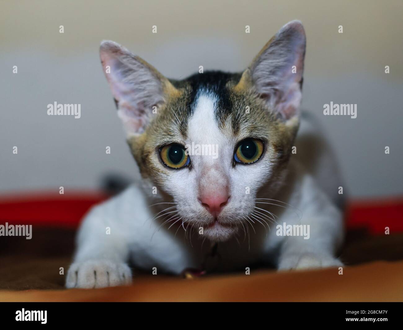 Gros plan d'un chat asiatique blanc avec des yeux jaunes et un arrière-plan. Banque D'Images