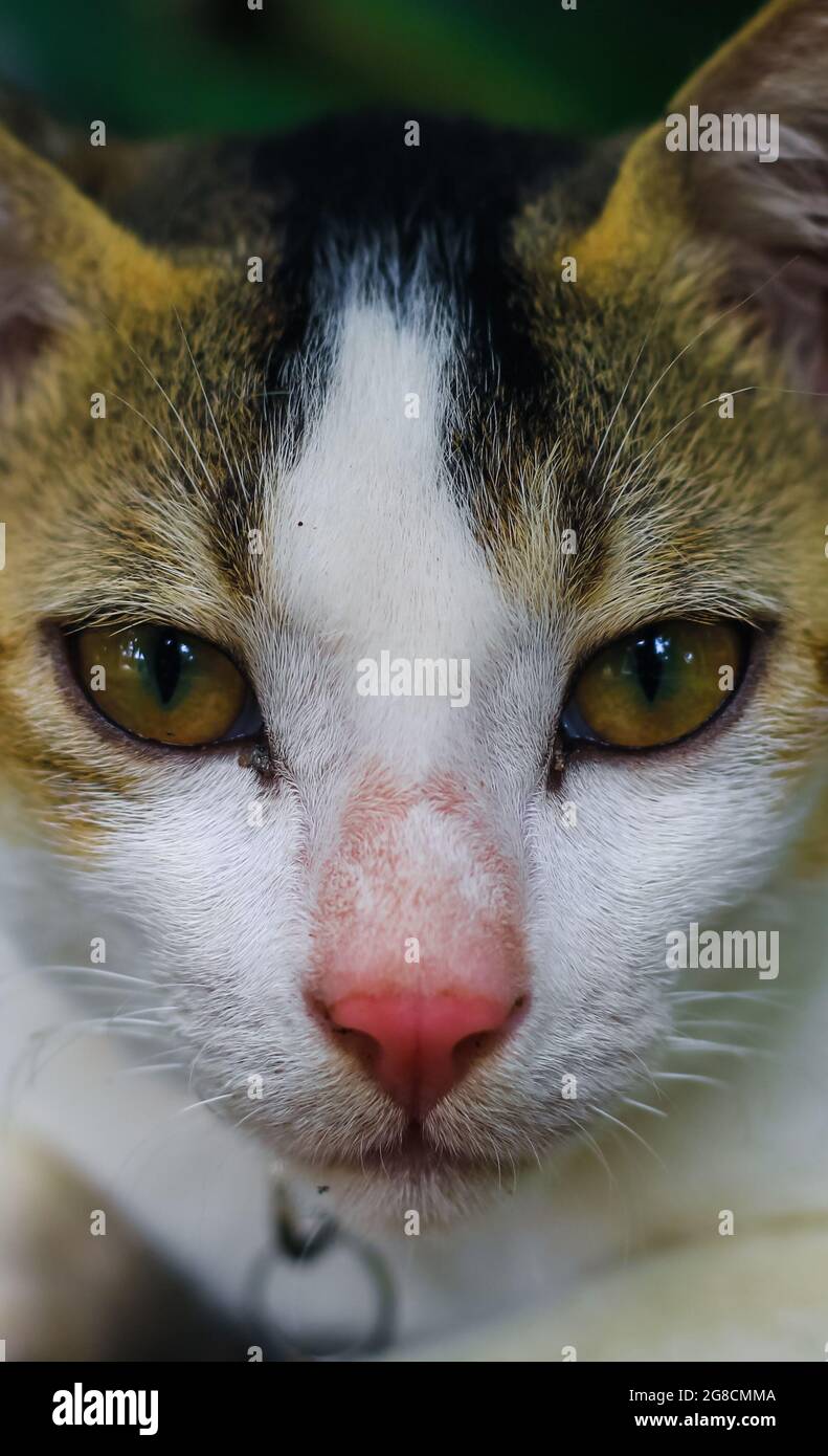 Gros plan d'un chat asiatique blanc avec des yeux jaunes et un arrière-plan. Banque D'Images