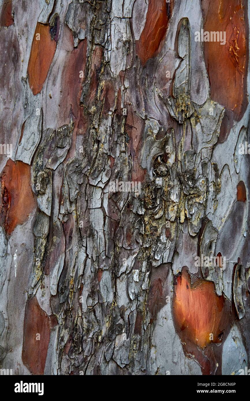 Écorce de texture d'arbre. Bois de la nature brun matériau en bois texturé. Vertical Banque D'Images