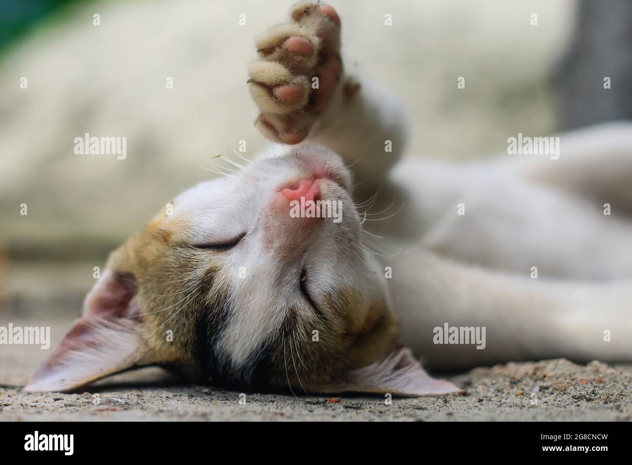 photographie d'animaux amusants, chat blanc dormant confortablement. Gros plan du chat blanc de beauté endormi. Adorable chaton endormi. Banque D'Images