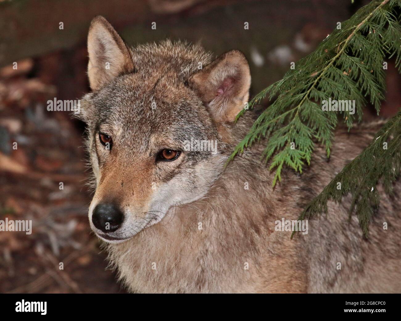 Loup eurasien (canis lupus lupus) Banque D'Images