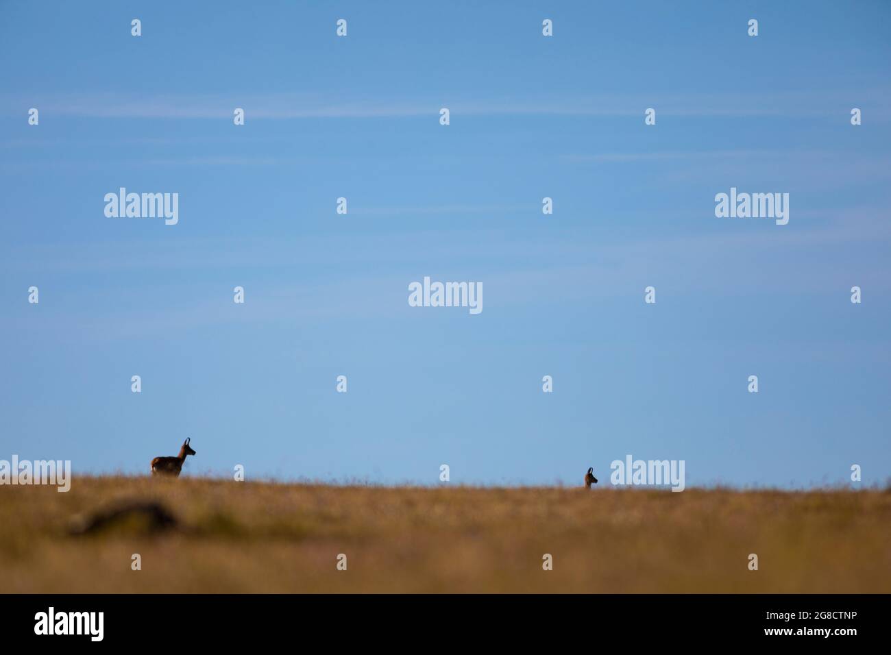 Deux (2) chamois (Rupicapra rupicapra) regardant à droite Banque D'Images