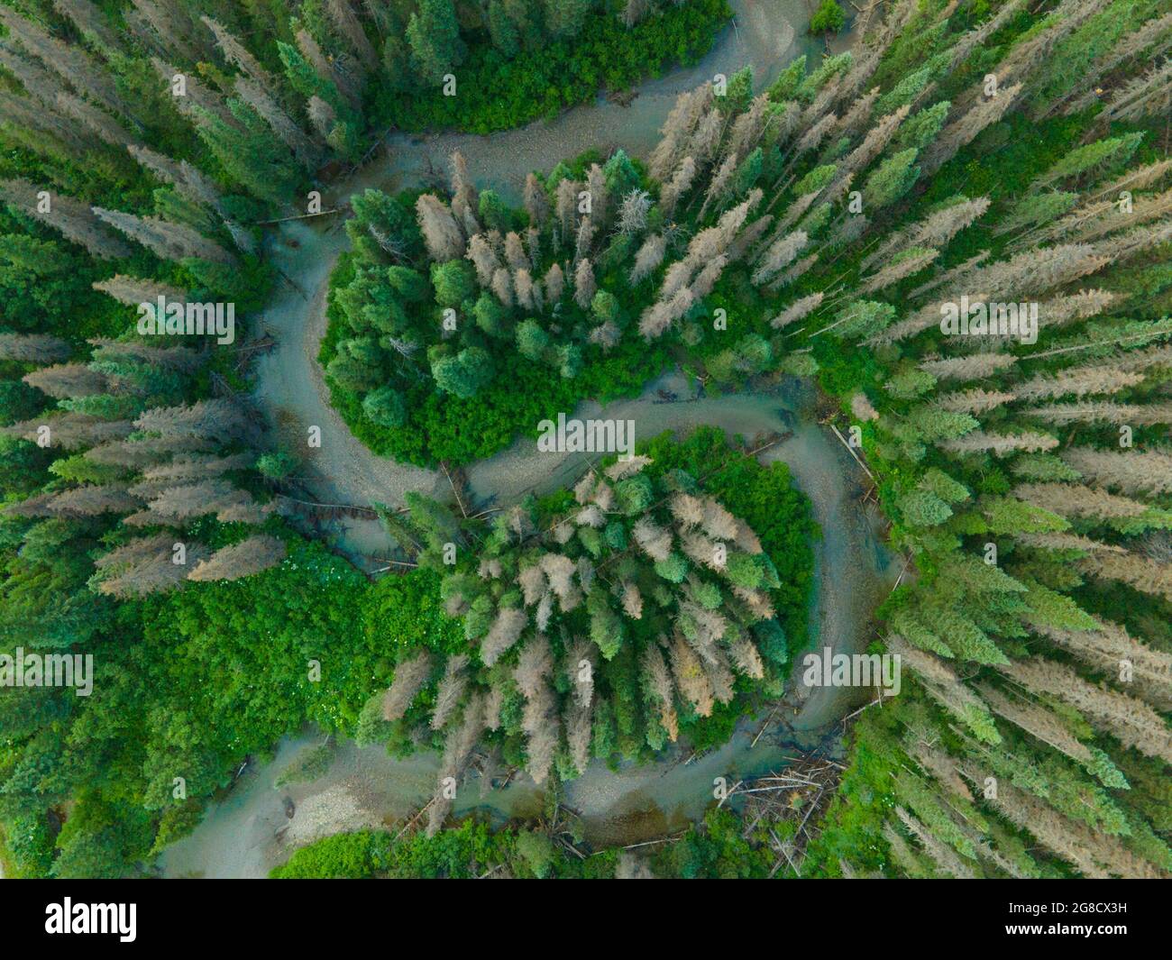 rivière et végétation riveraine. Banque D'Images