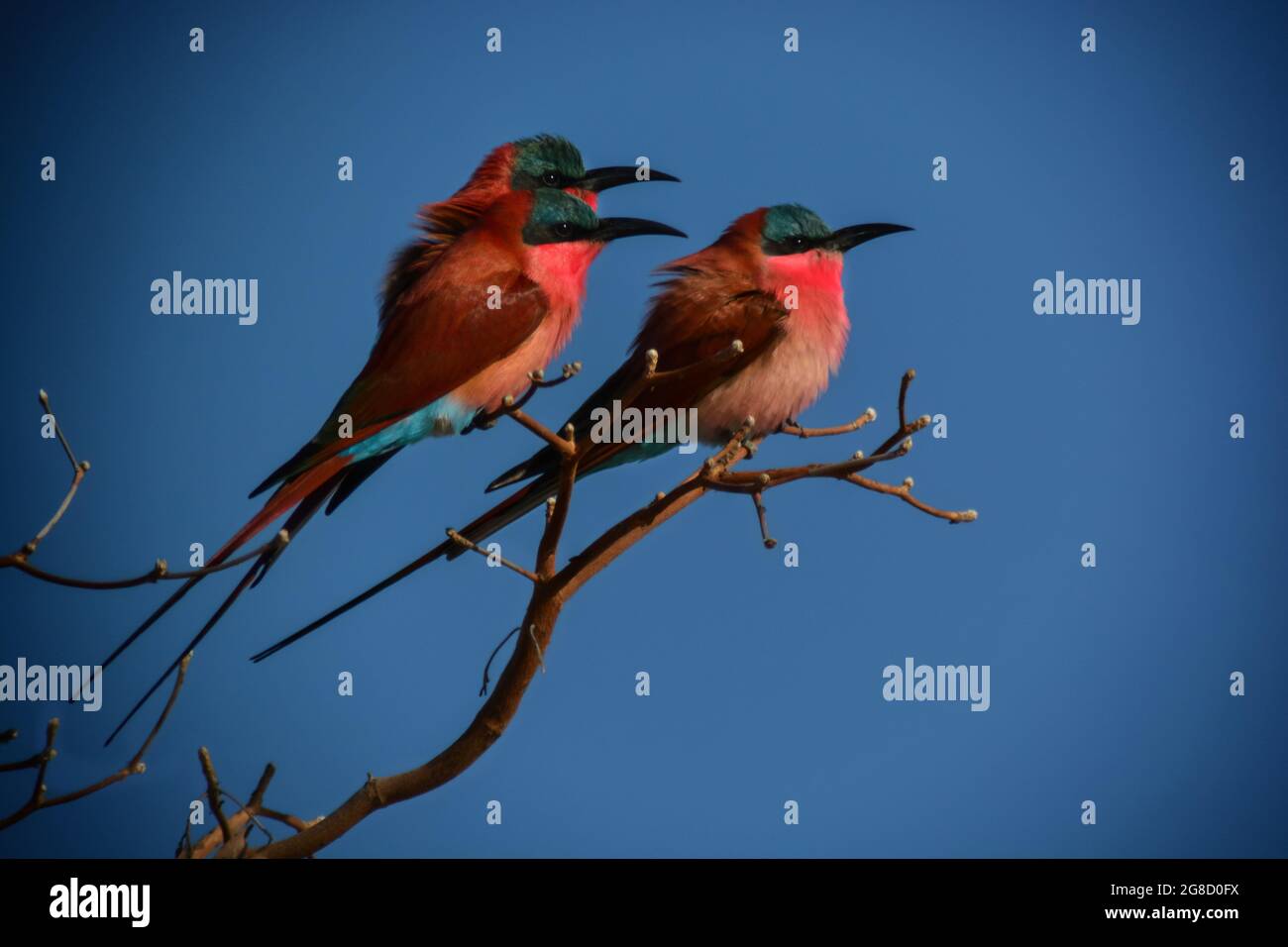 Gros plan des mangeurs d'abeilles de la carmine du Sud (Merops nubicoides) perchés sur une branche contre le ciel bleu.Zambèze, Namibie Banque D'Images