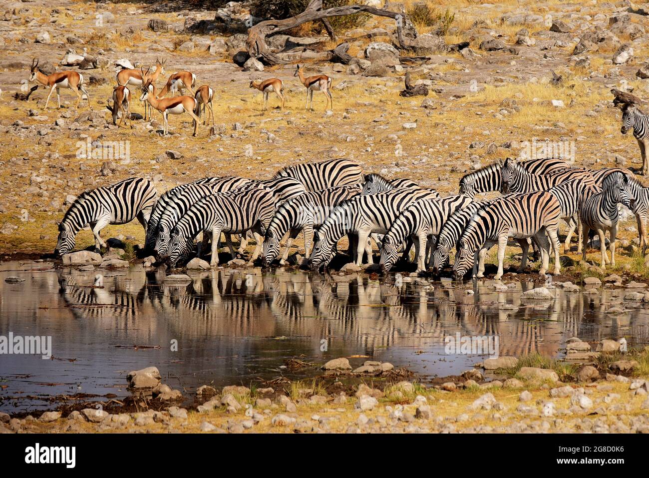 Troupeau de Zèbres buvant dans un trou d'eau du parc national d'Etosha, en Namibie Banque D'Images