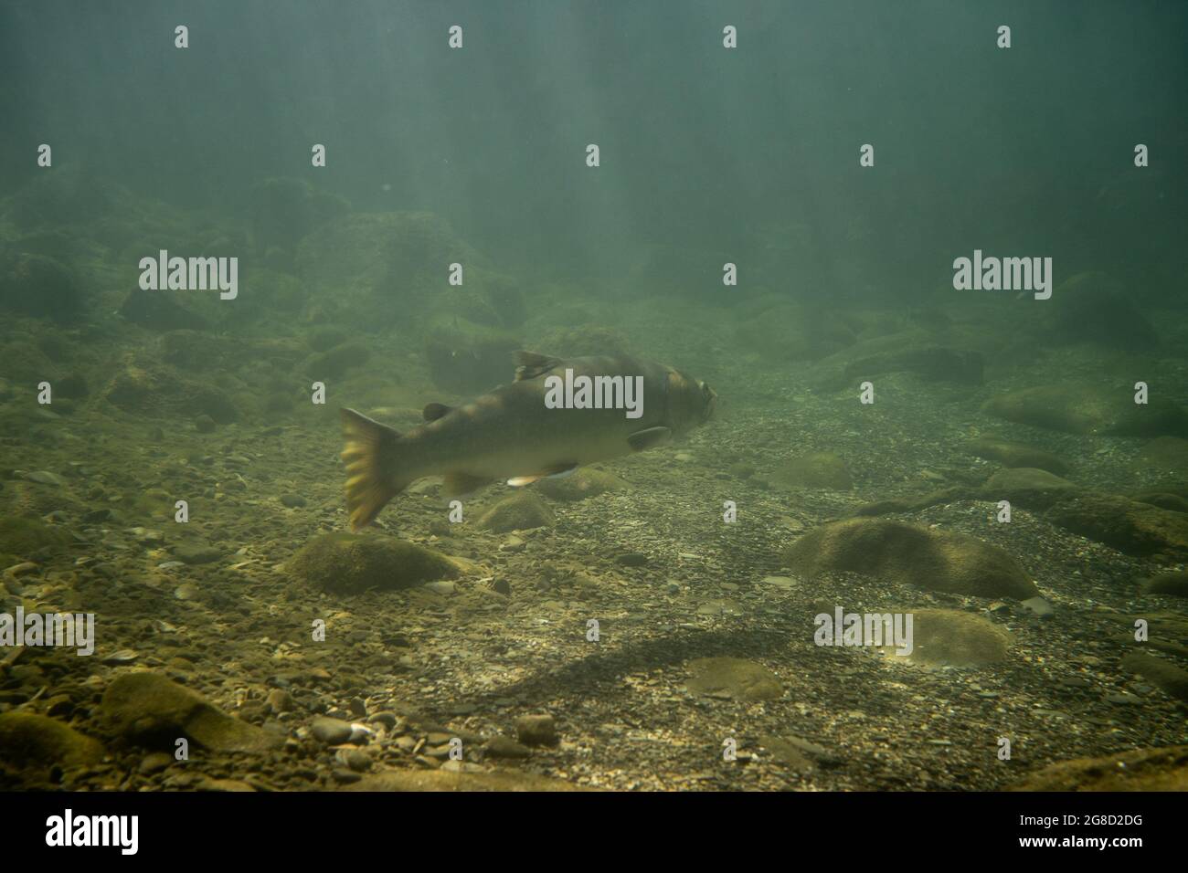 Omble à tête plate tenant dans un bassin plus profond dans les eaux de la rivière Pine, à Chewynd, Colombie-Britannique, Canada. Banque D'Images