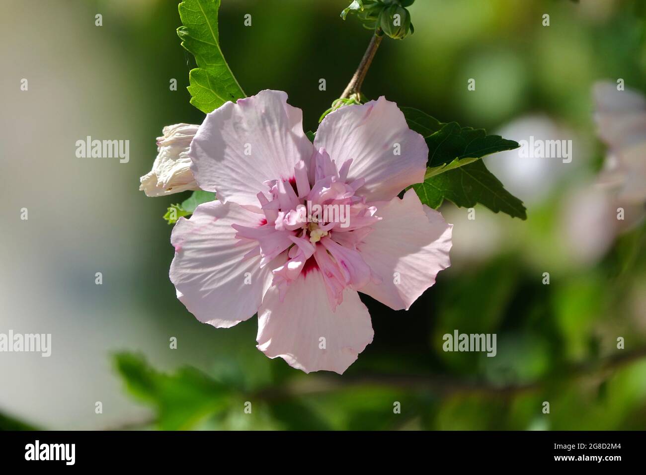 Détail d'une rose syrienne (Hibiscus syriacus) dans le parc Banque D'Images