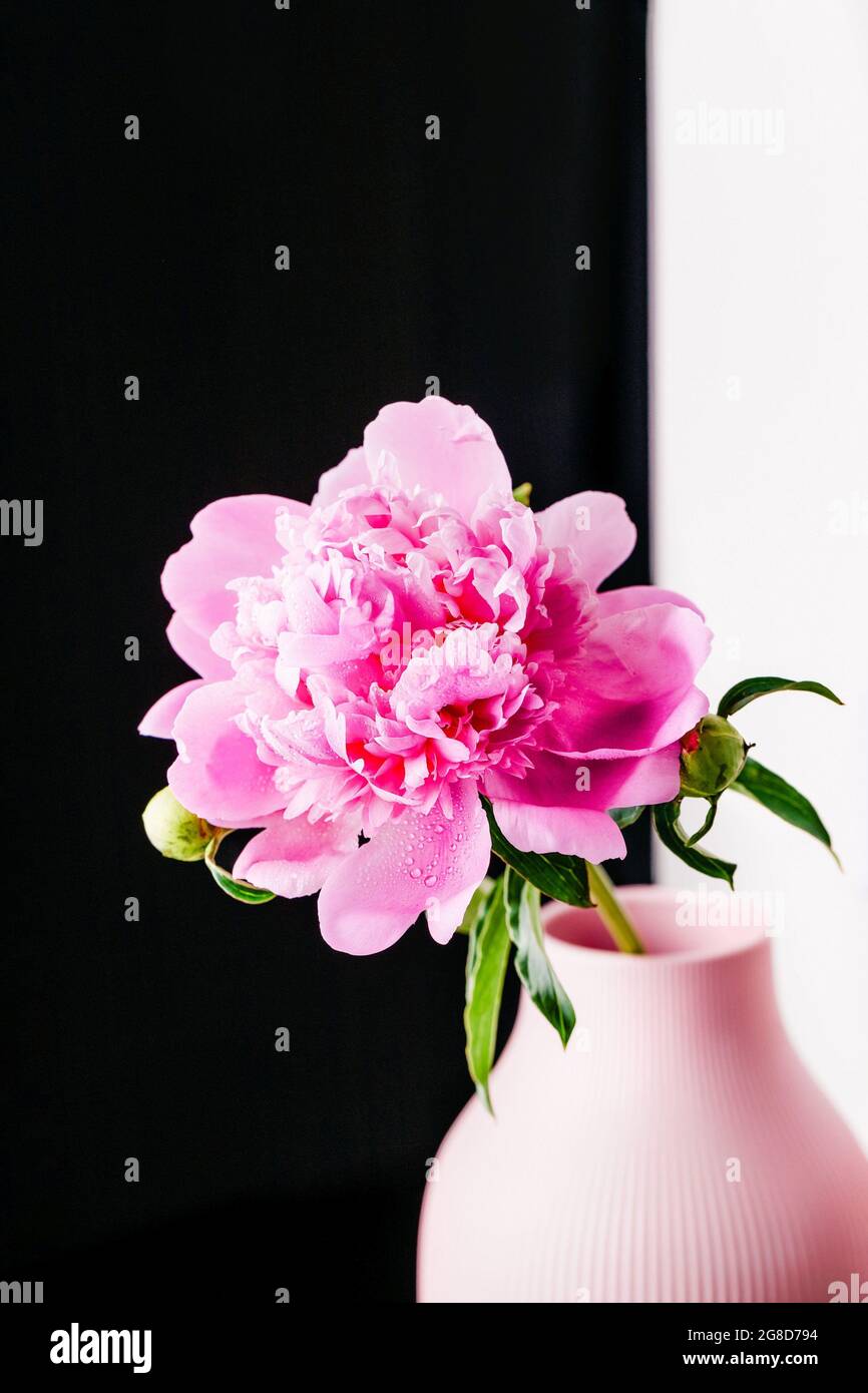 Fleur de pivoine rose clair avec gouttes d'eau dans un vase sur fond noir blanc, espace de copie Banque D'Images