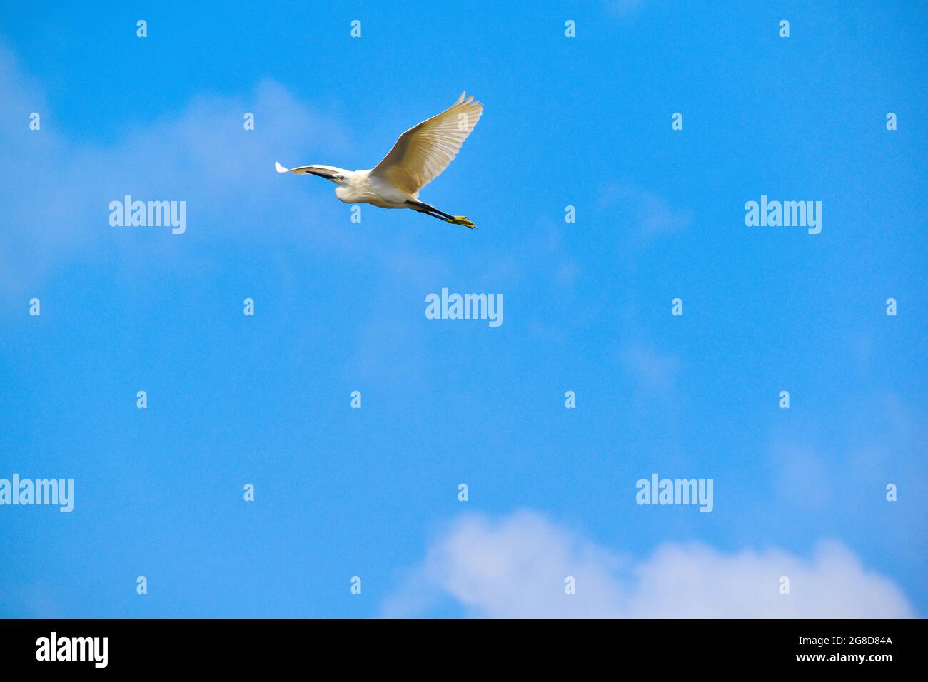 Oiseau qui vole dans le ciel Banque de photographies et d’images à