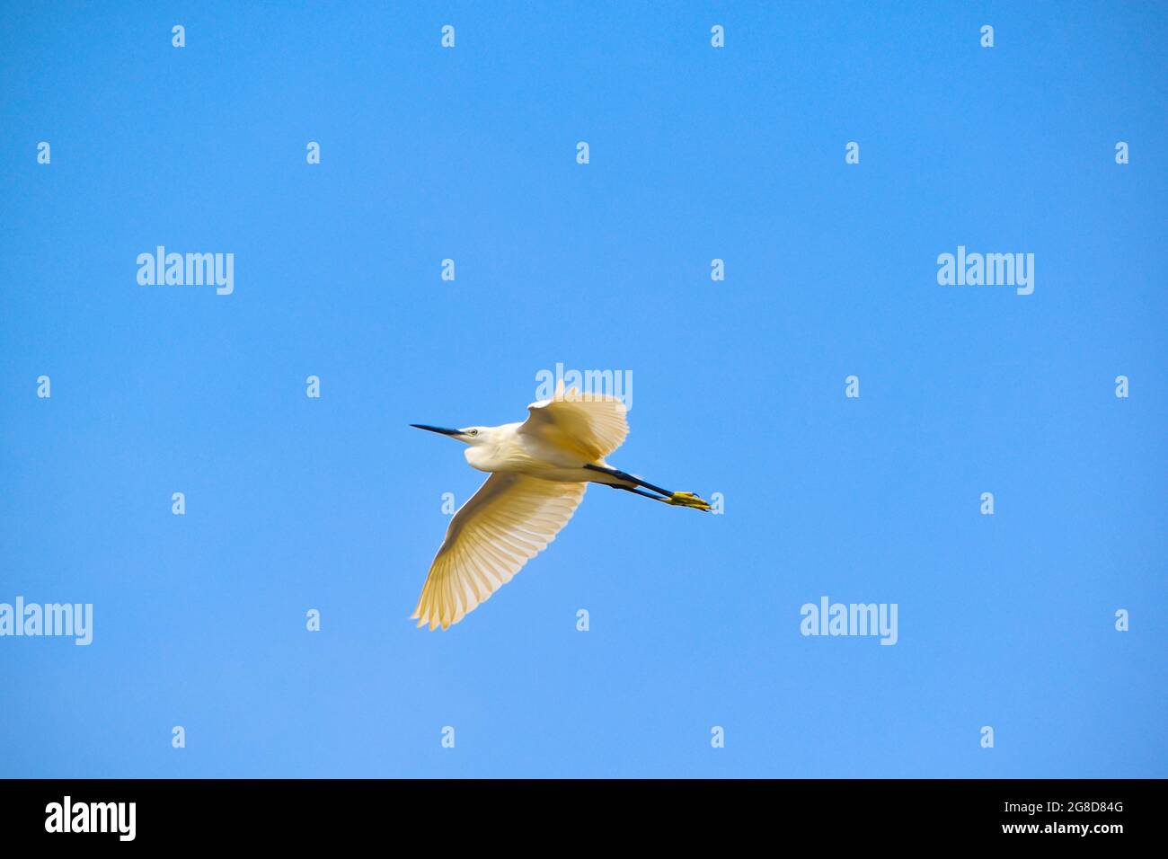 Oiseau qui vole dans le ciel Banque de photographies et d’images à