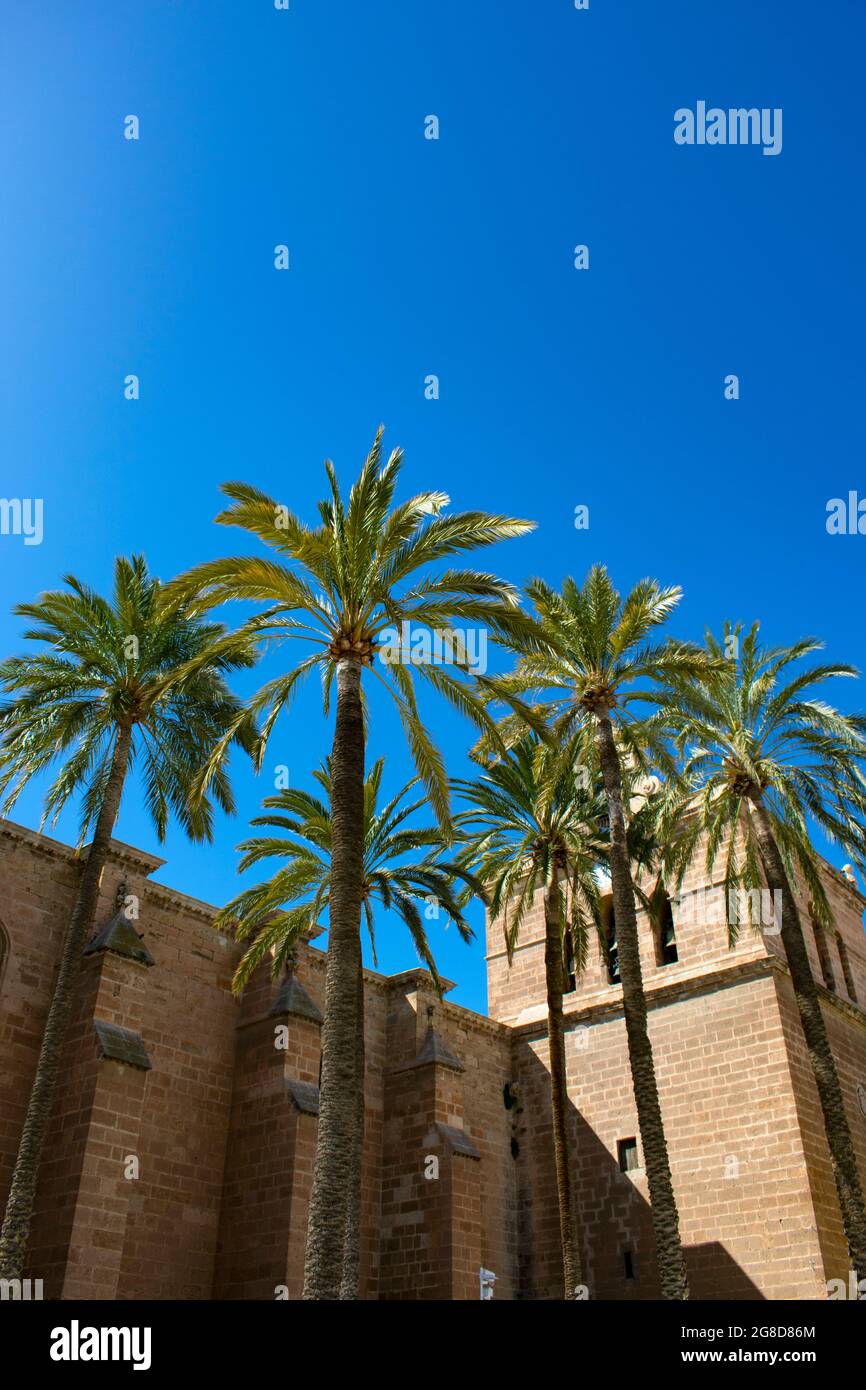 Cathédrale d'Almeria, Espagne. Vue à angle bas de la façade du magnifique bâtiment historique. Grands palmiers au premier plan. Bleu ciel et espace de copie. Banque D'Images