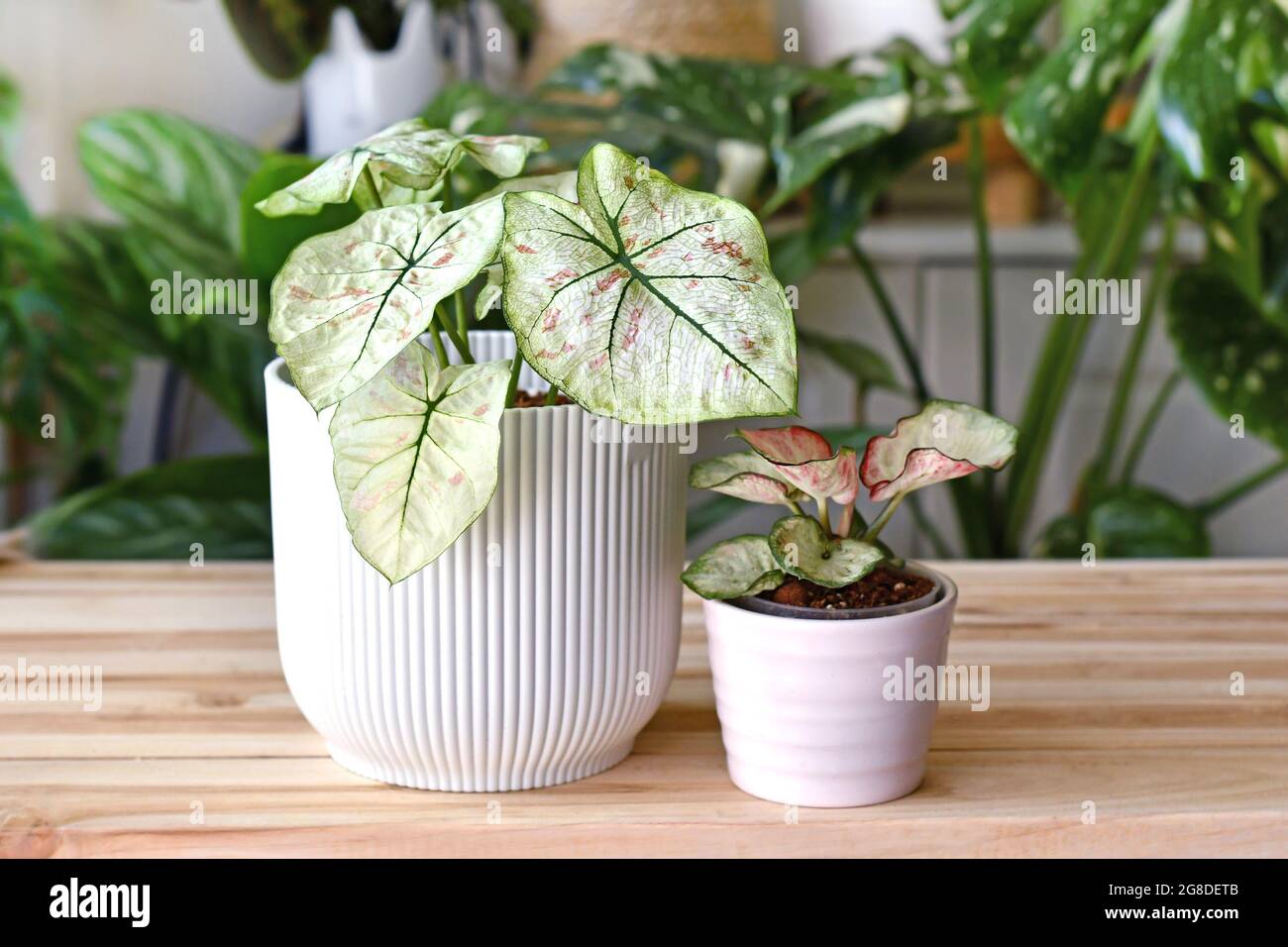 Plantes de maison exotiques 'Caladium Bicolor Strawberry Star' et 'Caladium Peppermint' dans des pots de fleurs sur une table en bois Banque D'Images