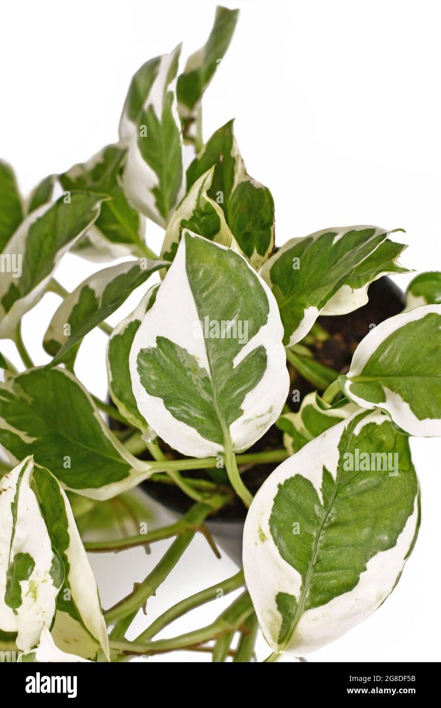 Gros plan de l'usine de pothos tropicale 'Epipremnum Auremum n'Joy' avec  des feuilles blanches et vertes à feuilles variables sur fond blanc Photo  Stock - Alamy