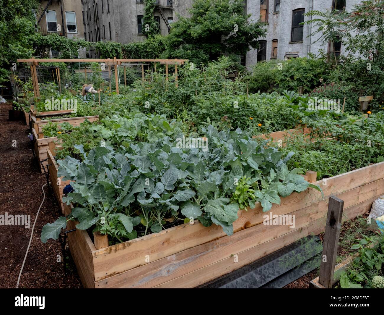 Amérique du Nord - États-Unis, New York : le jardin communautaire Halsey situé à Brooklyn. Banque D'Images