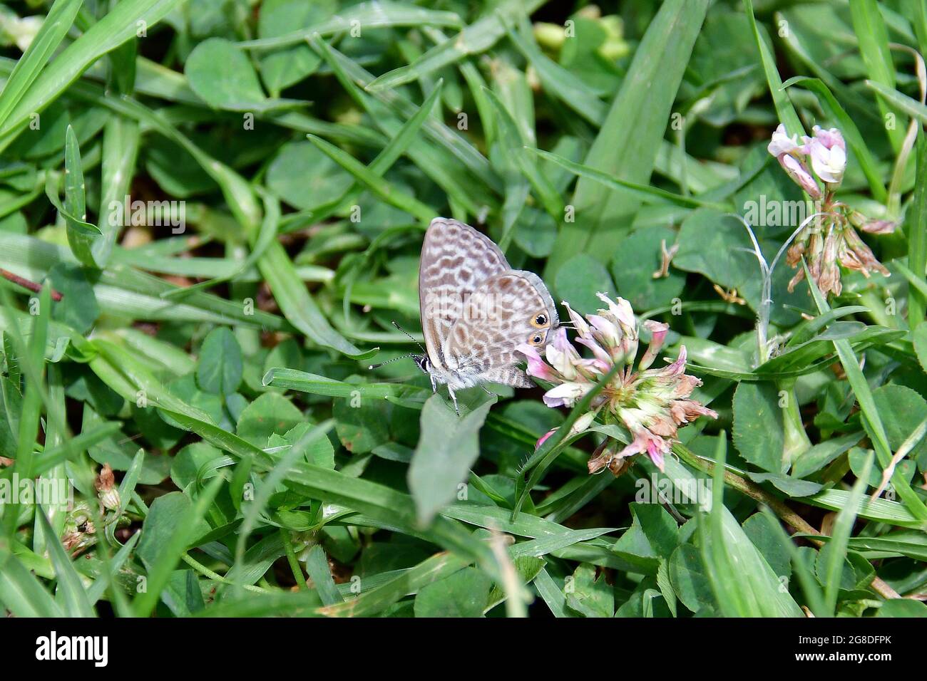 Bleu à queue courte ou bleu zébré commun de Lang, Kleiner Wanderbläuling, Leptotes piritthous, boglárkalepke, Madère, Portugal, Europe Banque D'Images