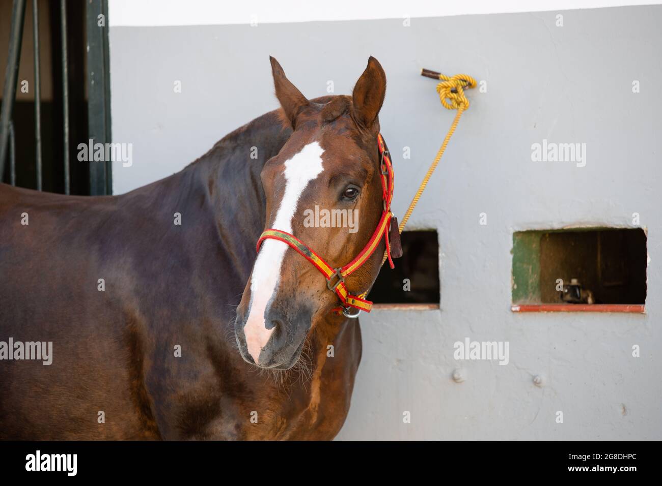 Portrait face d'un beau cheval breton de châtaignier avec une bride aux couleurs de l'Espagne Banque D'Images