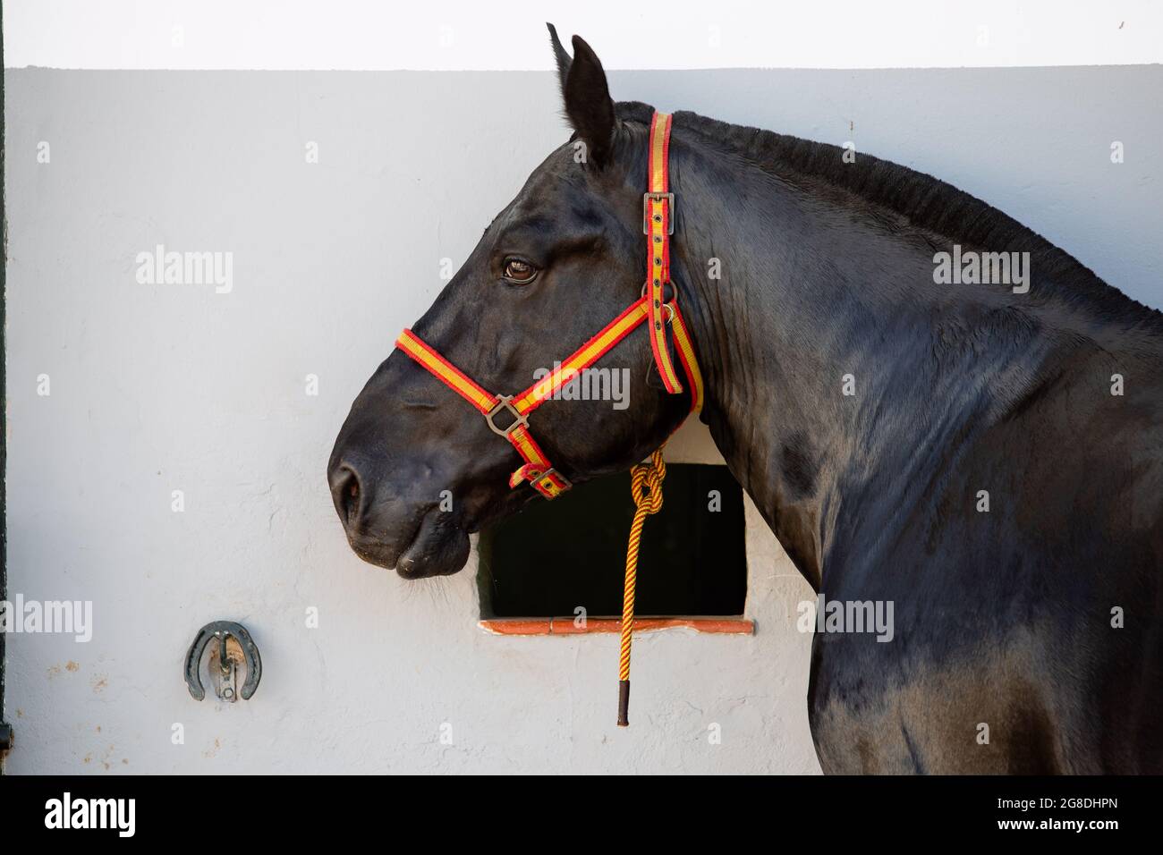 Portrait face d'un beau cheval breton noir avec une bride aux couleurs de l'Espagne Banque D'Images
