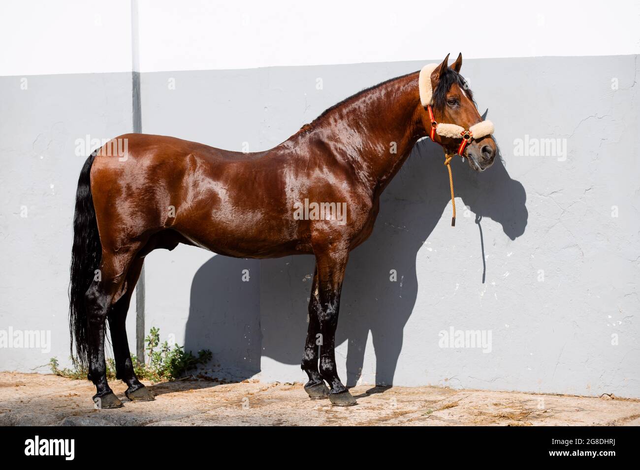 Portrait complet d'un vieux cheval espagnol de baie avec l'arrière enfoncé debout au soleil Banque D'Images
